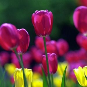 Meet your Posher, Sharon